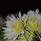 ドラゴンフルーツの花はゴージャスです。