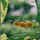 ミニトマト