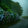 雨霧の紫陽花