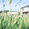 夏休み