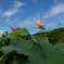 水生植物公園にて