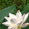 水生植物公園にて