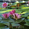 水生植物公園にて