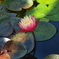 水生植物公園にて