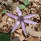 かたくりの花０章