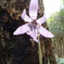 かたくりの花1