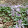 かたくりの花2