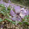 かたくりの花6