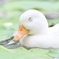 もふもふ