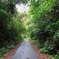 散歩道 150