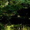 池にも映り込むダブル青もみじ