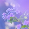 purpleな季節