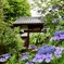 仙台紫陽花寺(資福寺)
