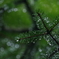 針葉の雫