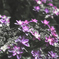 白黒紫の紫陽花