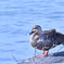 琵琶湖の水鳥