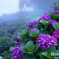 霧中の紫陽花