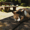 眠り猫