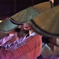 越中八尾