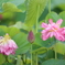 レンコンの花