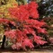 上田城跡公園の紅葉の様子6