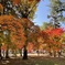 上田城跡公園の紅葉の様子7