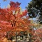 上田城跡公園の紅葉の様子11