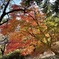 上田城跡公園の紅葉の様子12