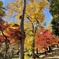 上田城跡公園の紅葉の様子14