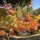 上田城跡公園の紅葉の様子15