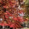上田城跡公園の紅葉の様子17