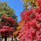 上田城跡公園の紅葉の様子18