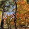 上田城跡公園の紅葉の様子19