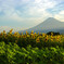 富士山と向日葵