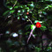紅一点