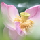 レンコンの花