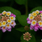 道端の打ち上げ花火