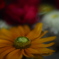 熱い花手水