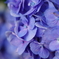 紫陽花