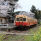 桜と菜の花が満開の小湊鉄道と気動車