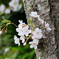 子桜