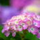 紫陽花らしさ