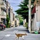 朝散歩中に遭遇