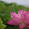 花　その241