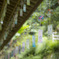 光明寺の風鈴祭り