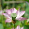 新旧の花