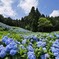 赤坂公衆園の紫陽花Ⅲ