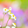 初夏の野花