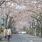 桜並木とテーオー