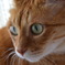 ねこ